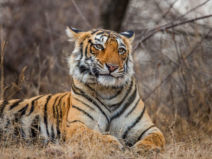 Premium Tiger Reise durch die schönsten Regionen Indiens