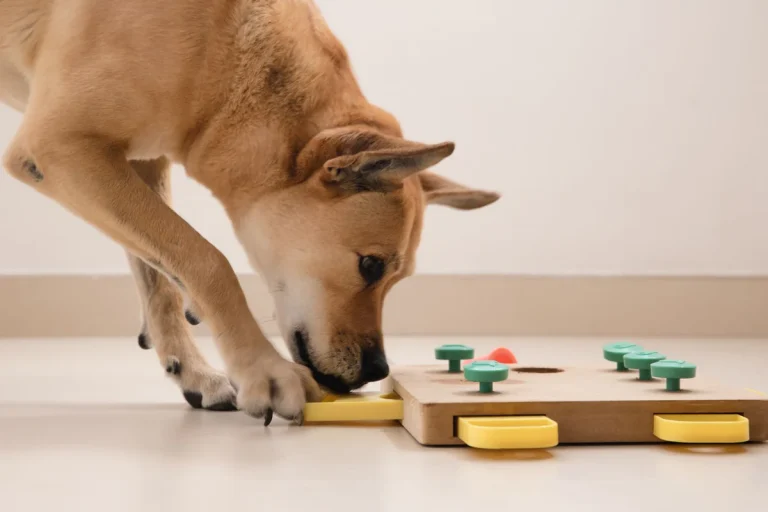 Wie oft sollten Hunde mit Intelligenzspielzeug spielen, um geistig fit zu bleiben?