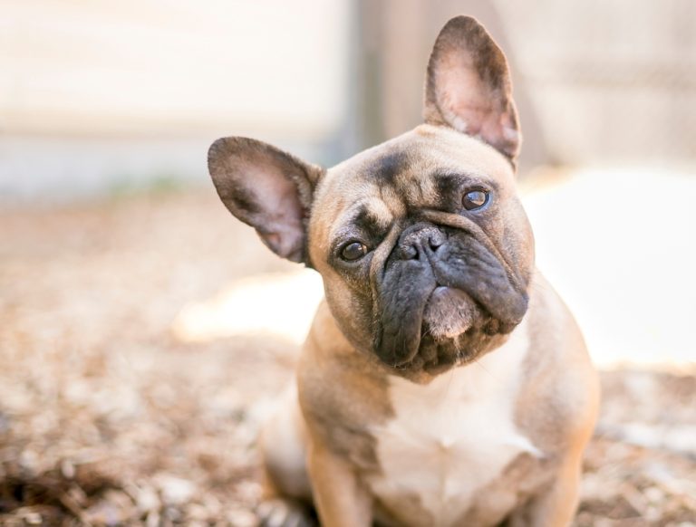 Französische Bulldoggen kaufen – Die wichtigsten Tipps für einen sicheren Kauf
