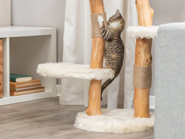 Kratzbaum für große Katzen: Worauf Sie beim Kauf achten sollten