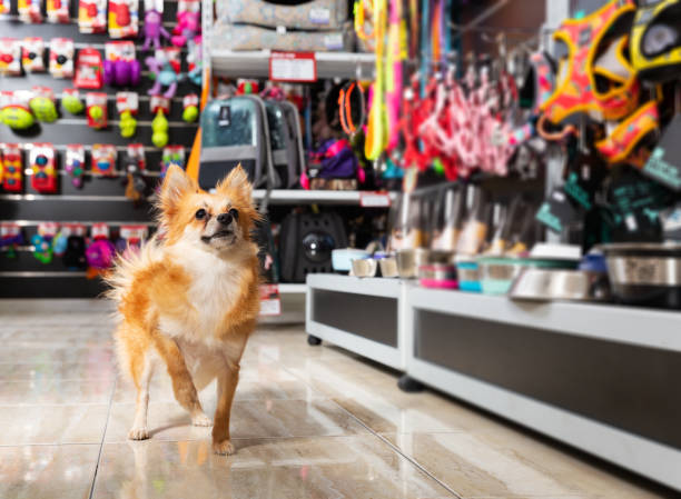 Hundegeschirr oder Halsband: Die wichtigsten Unterschiede im Überblick