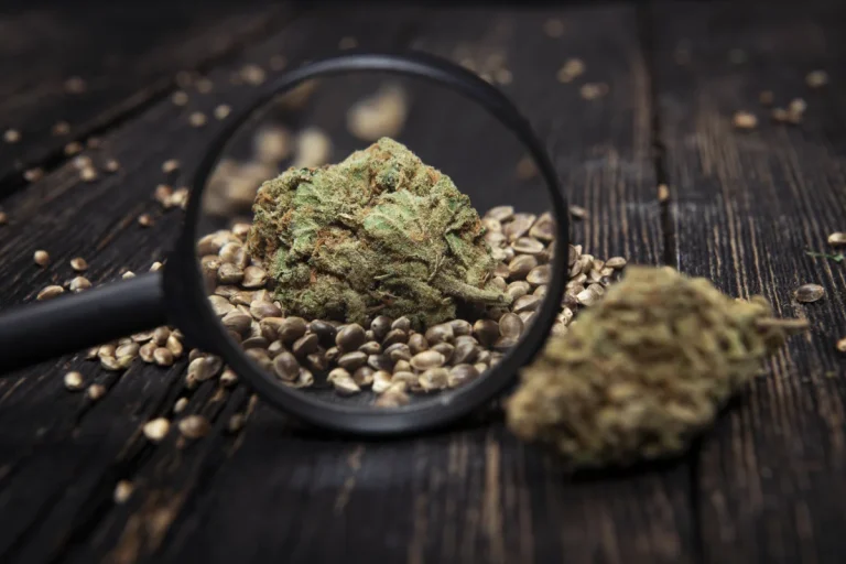 Cannabis Seeds erklärt: Ein Überblick über Genetik und Sortenvielfalt